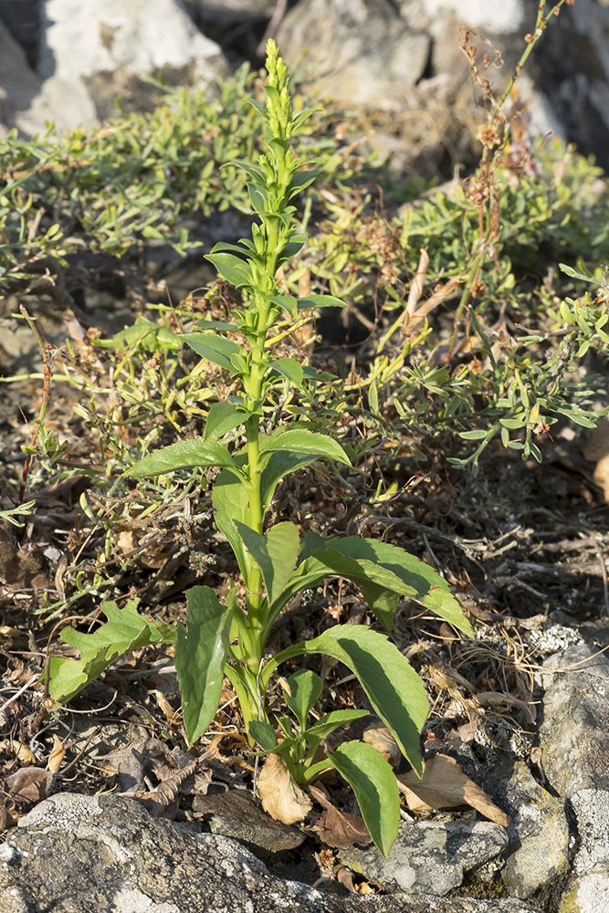 Изображение особи Solidago virgaurea ssp. taurica.