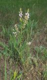 Astragalus sulcatus