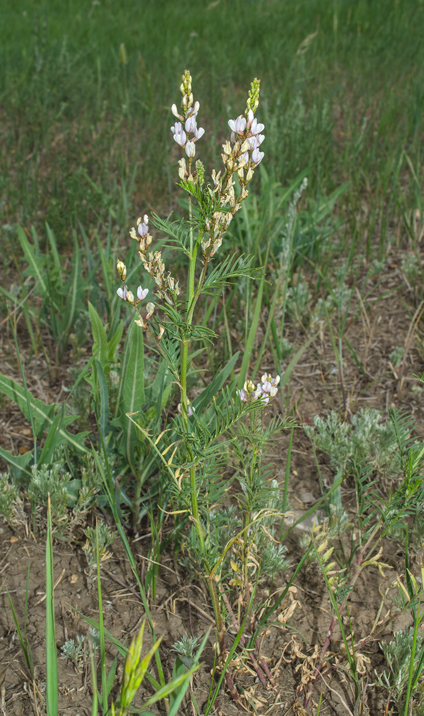 Изображение особи Astragalus sulcatus.