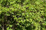 Ribes alpinum