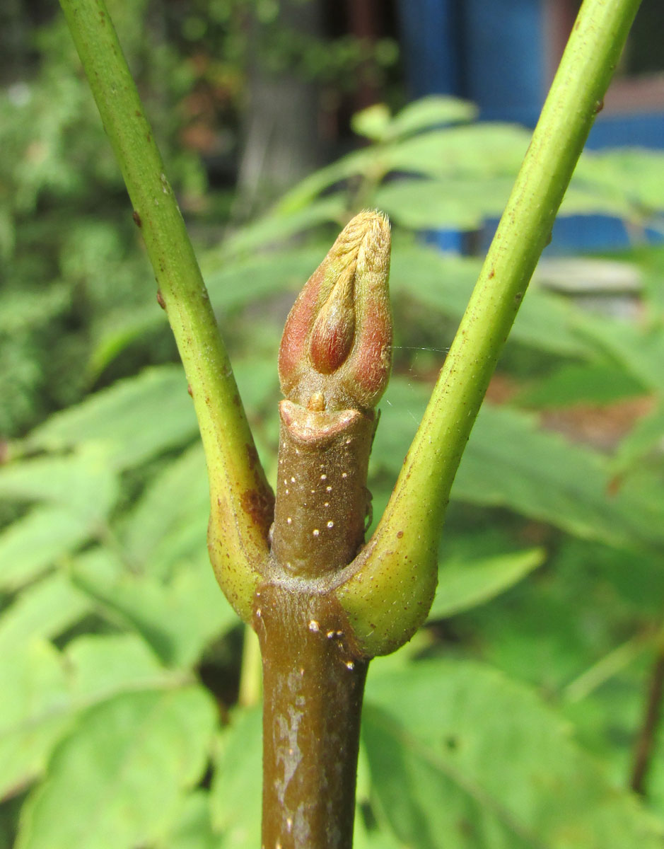 Image of Dipteronia sinensis specimen.