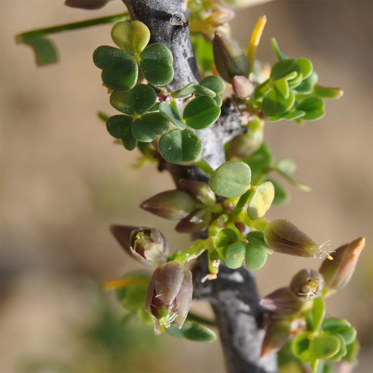 Изображение особи Oxalis gigantea.