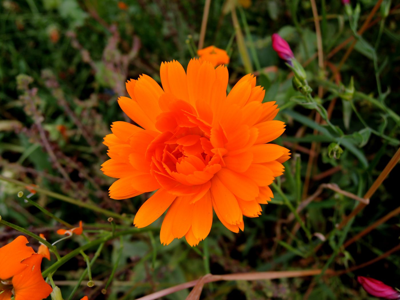 Изображение особи Calendula officinalis.