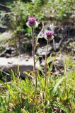 Erigeron thunbergii