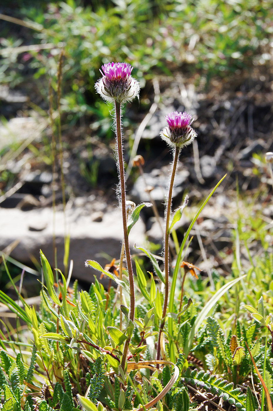 Изображение особи Erigeron thunbergii.