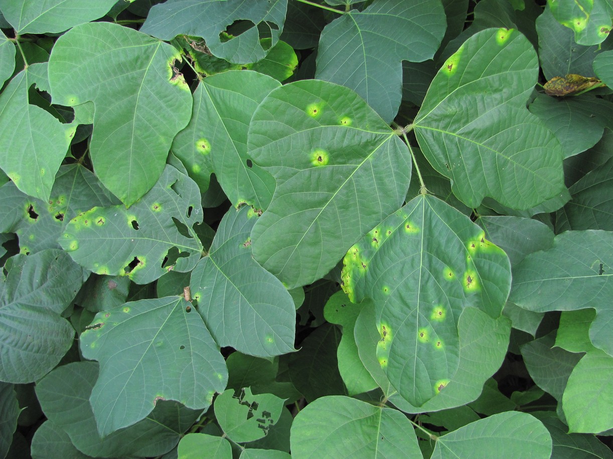 Image of Pueraria lobata specimen.