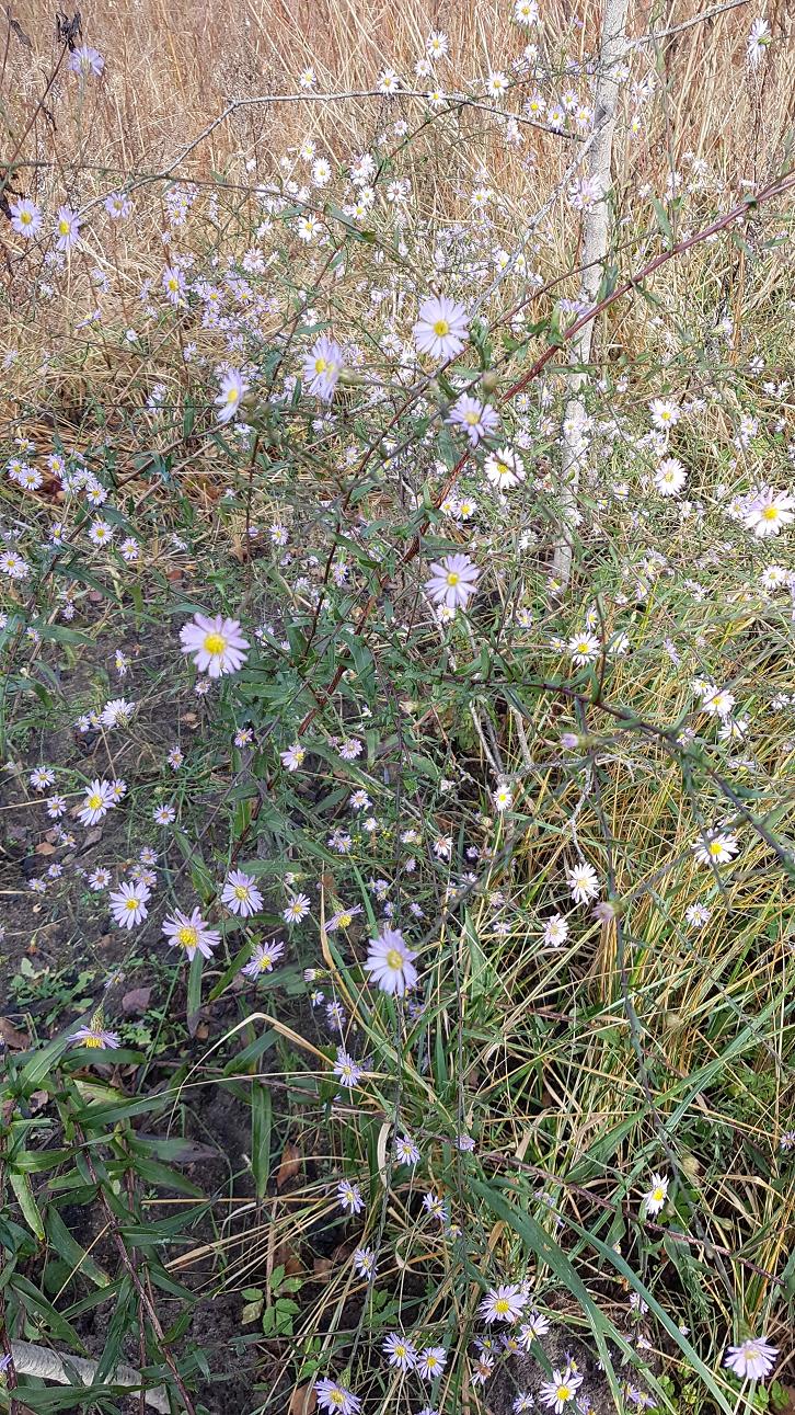 Image of Symphyotrichum turbinellum specimen.