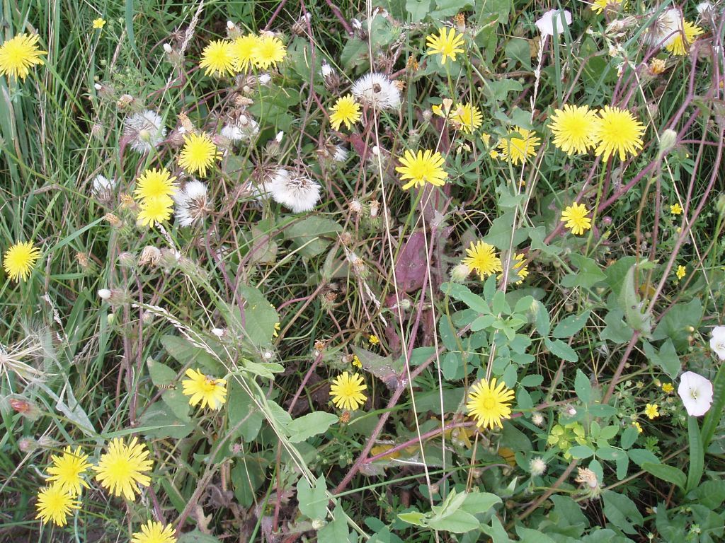 Изображение особи Crepis rhoeadifolia.