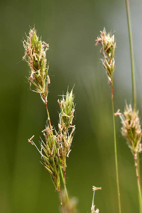 Image of Anthoxanthum odoratum specimen.