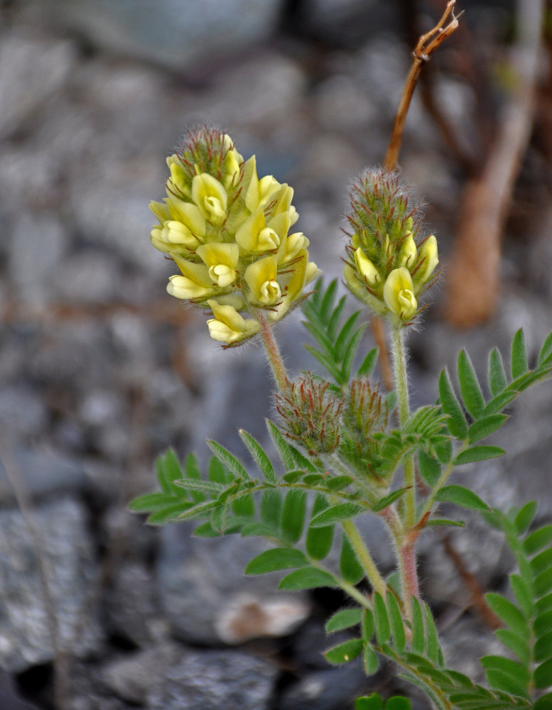 Изображение особи Oxytropis pilosa.