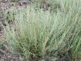 Artemisia juncea
