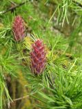 Larix sibirica. Фрагмент ветви с женскими шишками. Беларусь, Гродненская обл., г. Новогрудок, искусственная посадка вдоль забора. 07.05.2019.