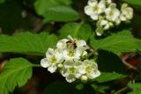 Crataegus submollis