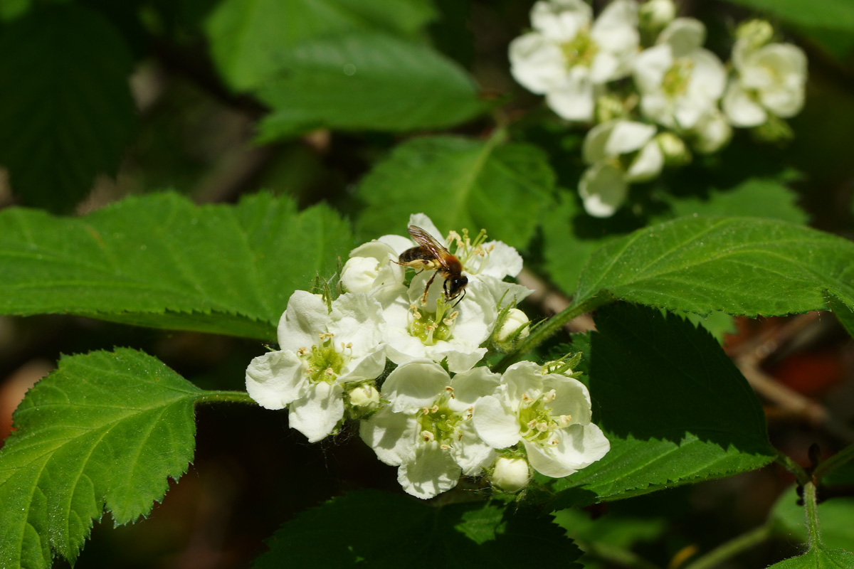 Image of Crataegus submollis specimen.