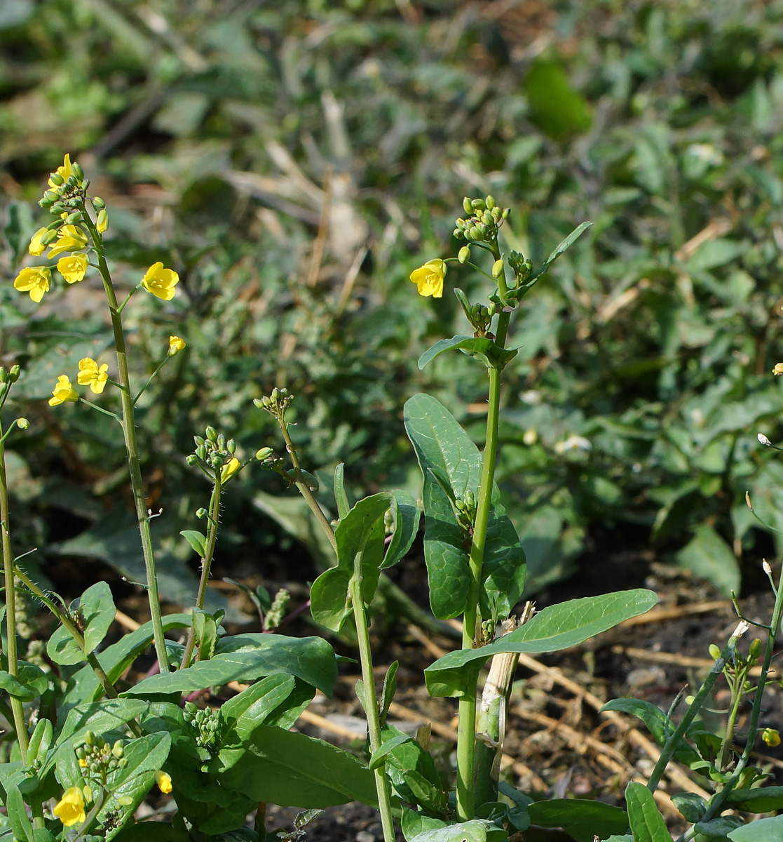 Image of Brassica campestris specimen.