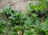 Crambe kotschyana