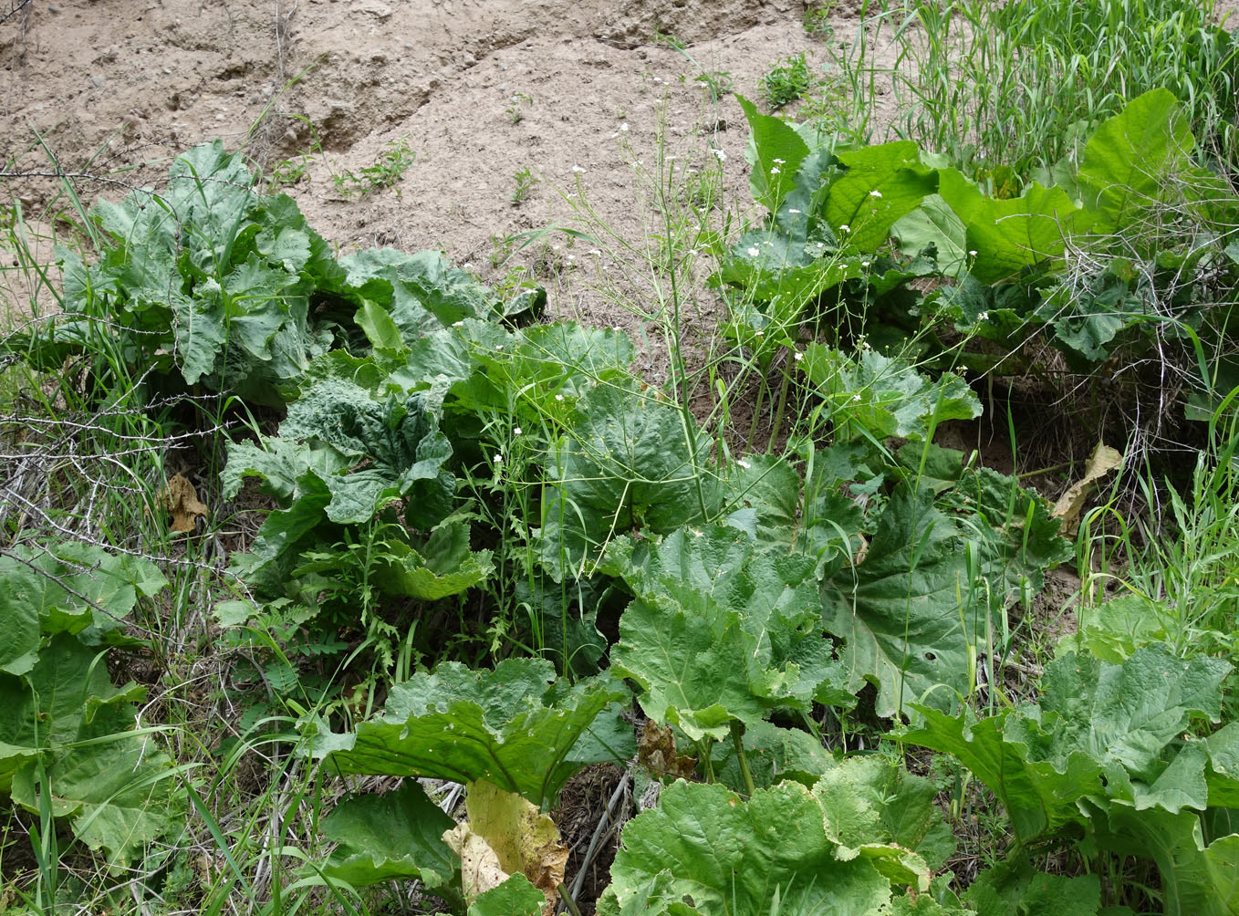 Image of Crambe kotschyana specimen.