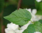 род Philadelphus