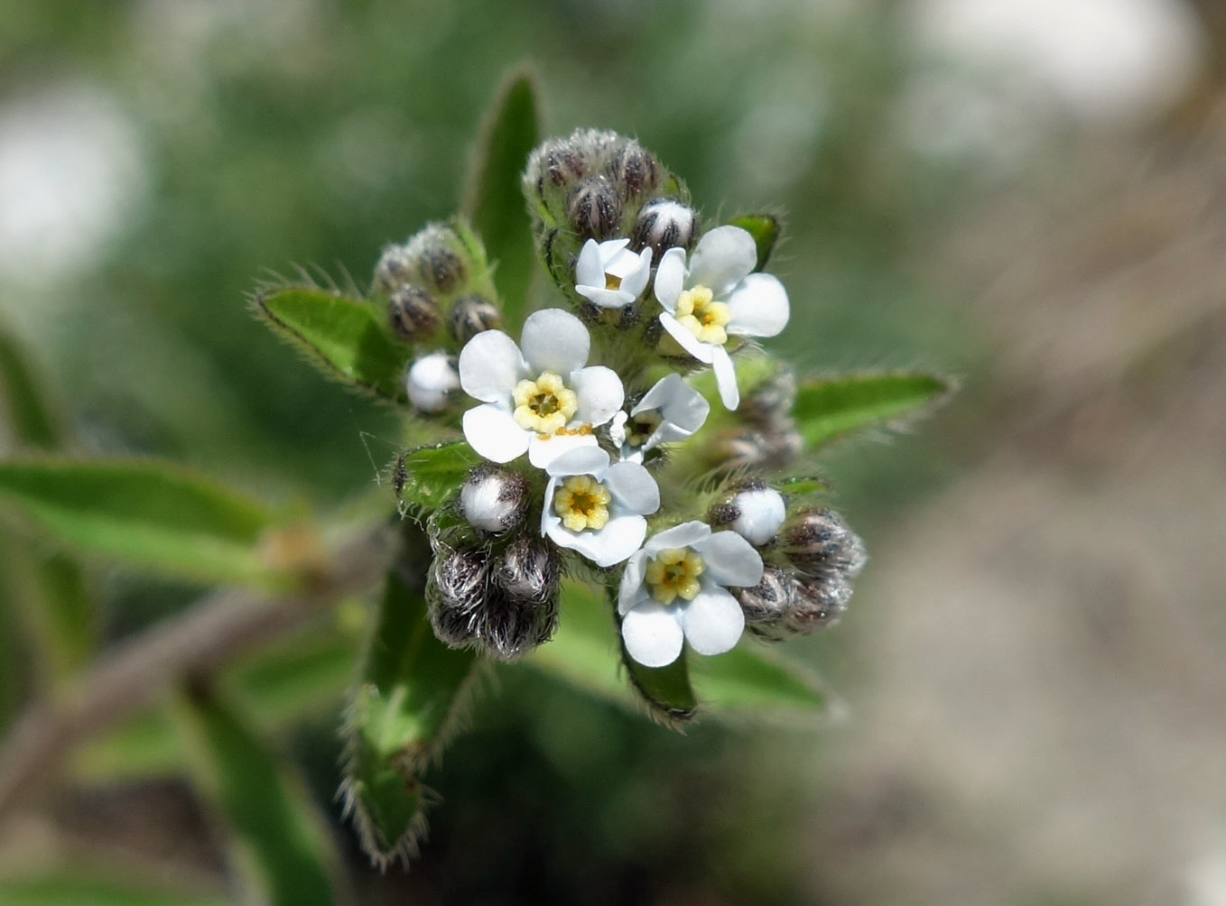 Image of Lappula microcarpa specimen.