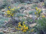 Caragana balchaschensis