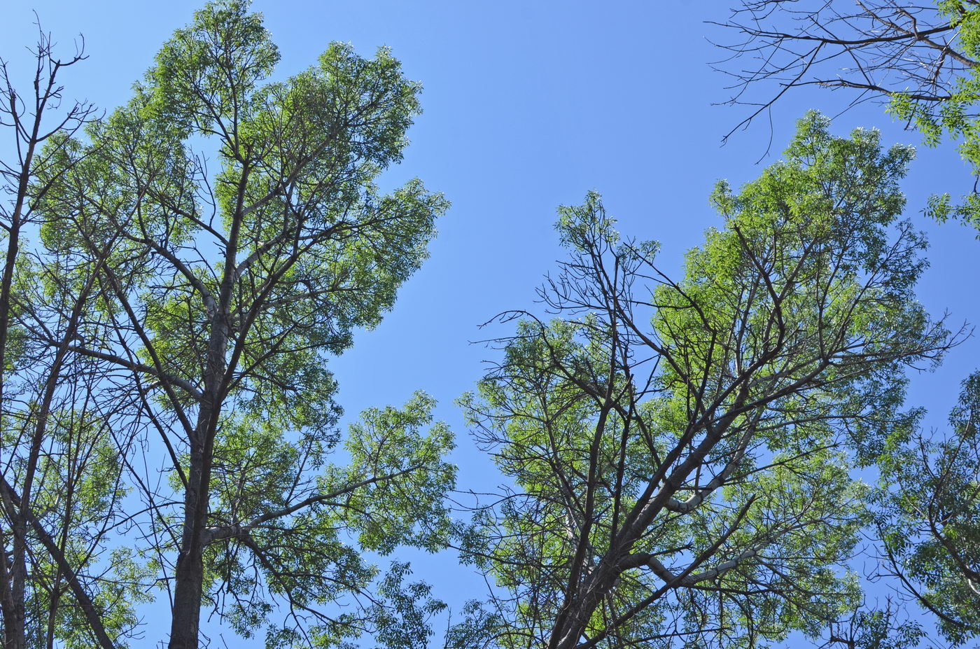 Изображение особи Fraxinus sogdiana.