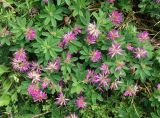 Trifolium pacificum