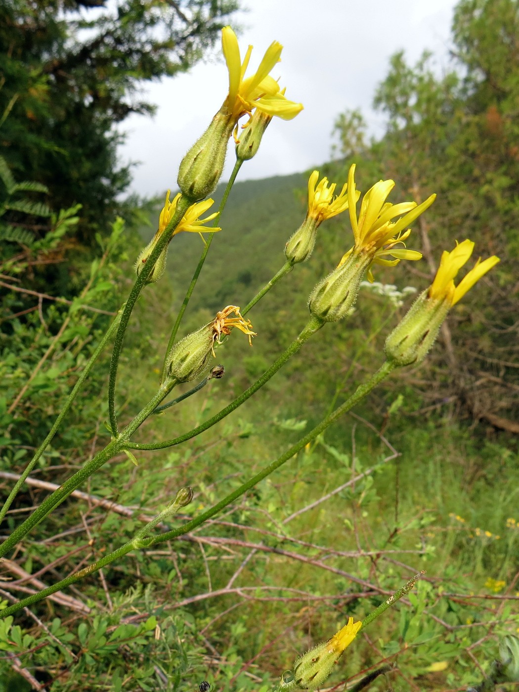 Изображение особи Crepis darvazica.