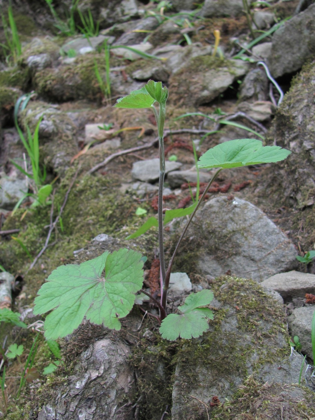 Изображение особи Pimpinella tripartita.