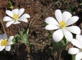 Sanguinaria canadensis