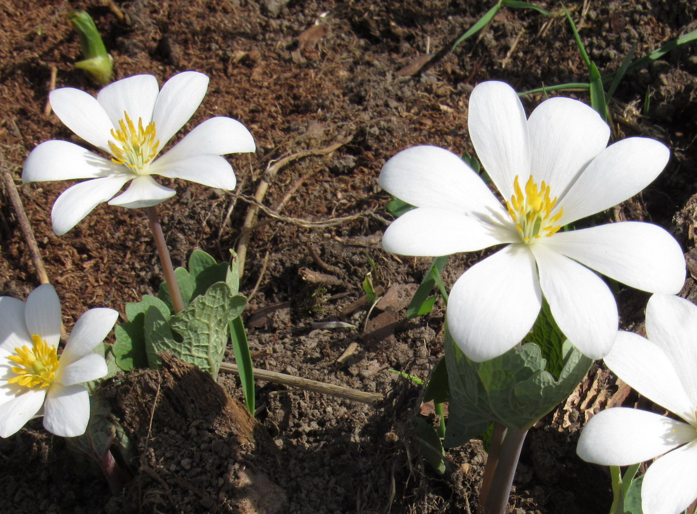 Изображение особи Sanguinaria canadensis.