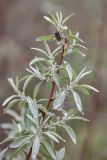 Elaeagnus angustifolia