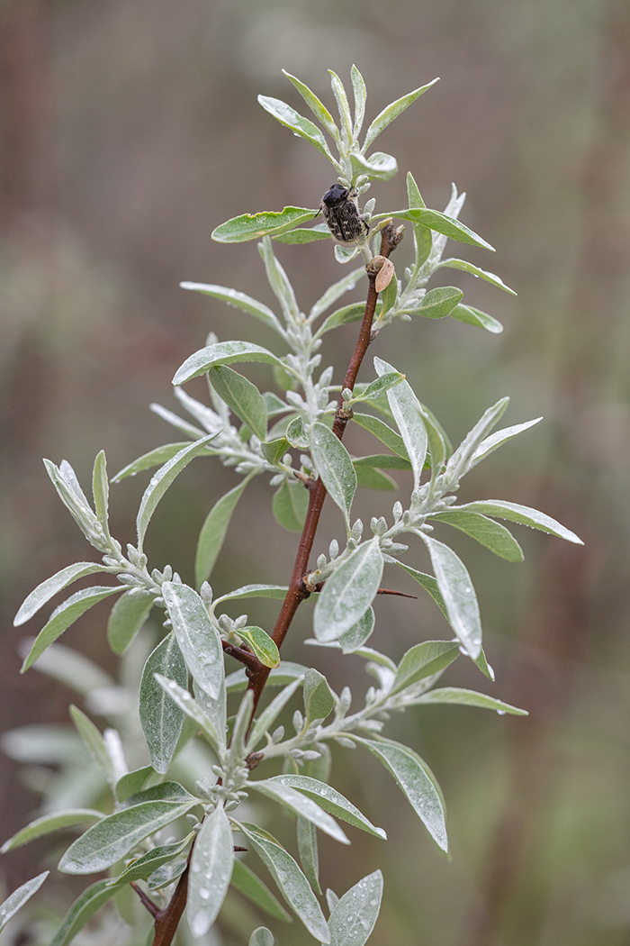 Image of Elaeagnus angustifolia specimen.