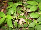 Acalypha australis