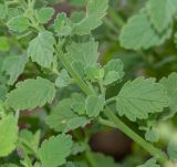 Jamesbrittenia fleckii