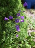 Campanula medium