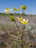 Ranunculus pedatus. Верхушка цветущего и плодоносящего растения. Краснодарский край, Крымский р-н, окр. станицы Гладковская, грязевой вулкан Гладковские сопки, галофильный остепнённый луг. 25.04.2020.