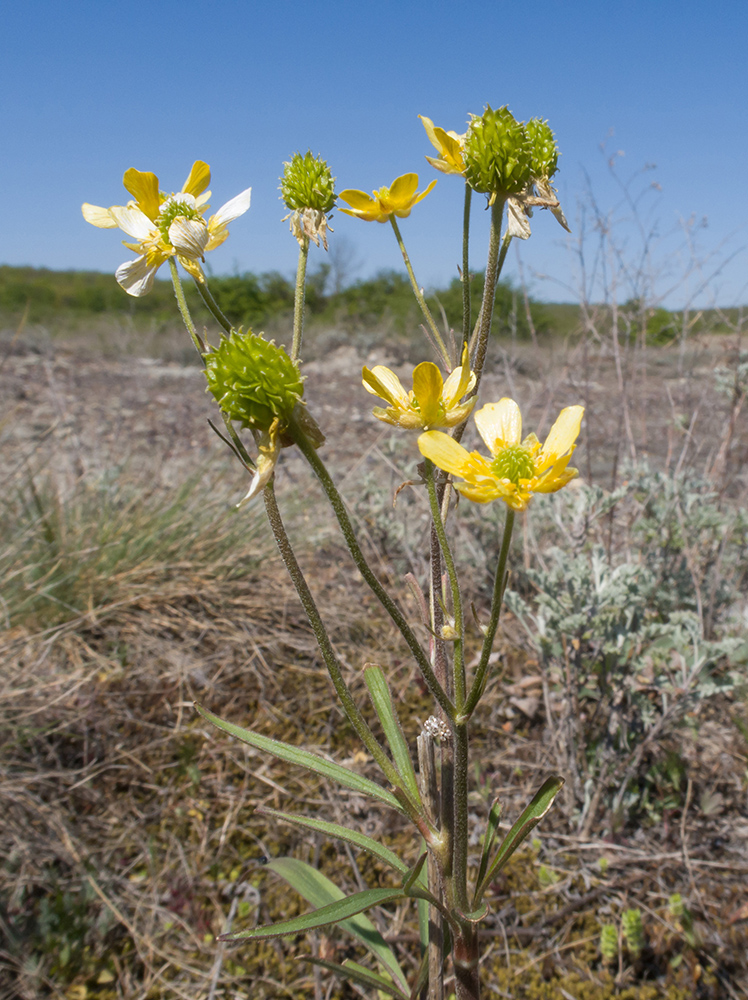 Изображение особи Ranunculus pedatus.