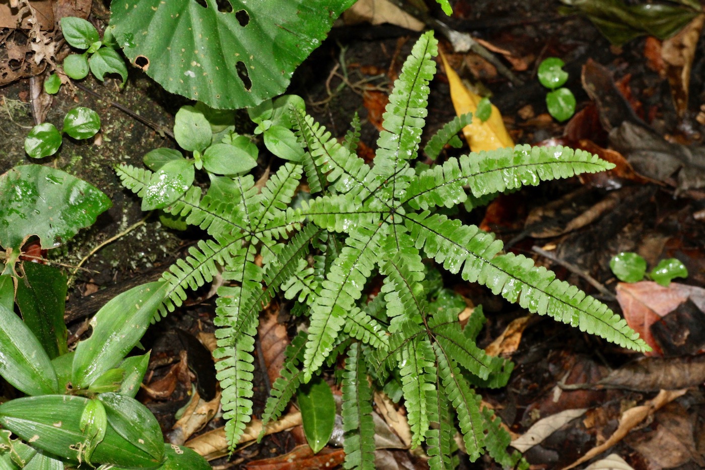 Image of Adiantopsis radiata specimen.