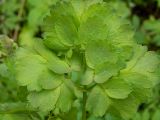 Thalictrum aquilegiifolium