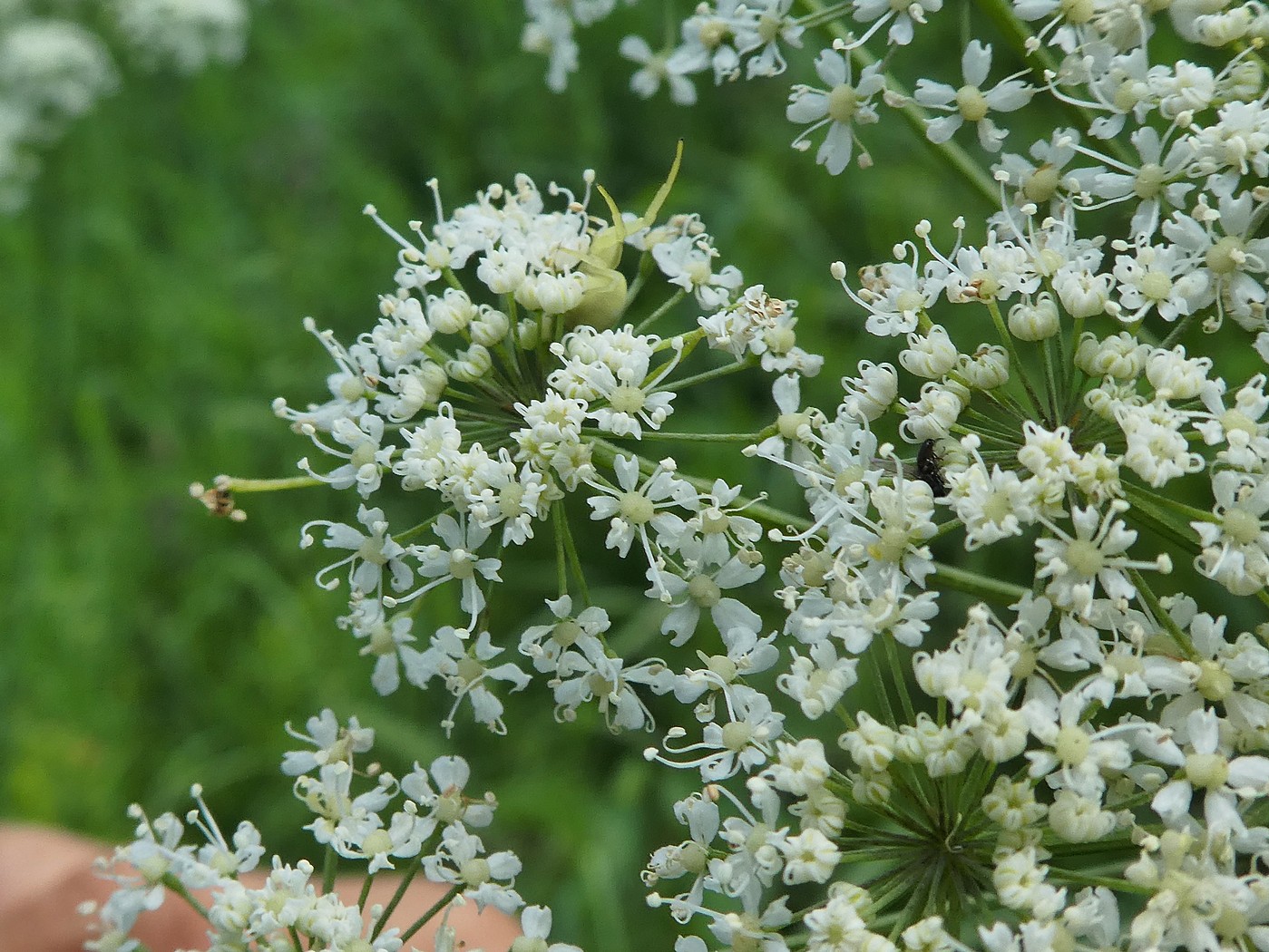 Изображение особи Laserpitium latifolium.