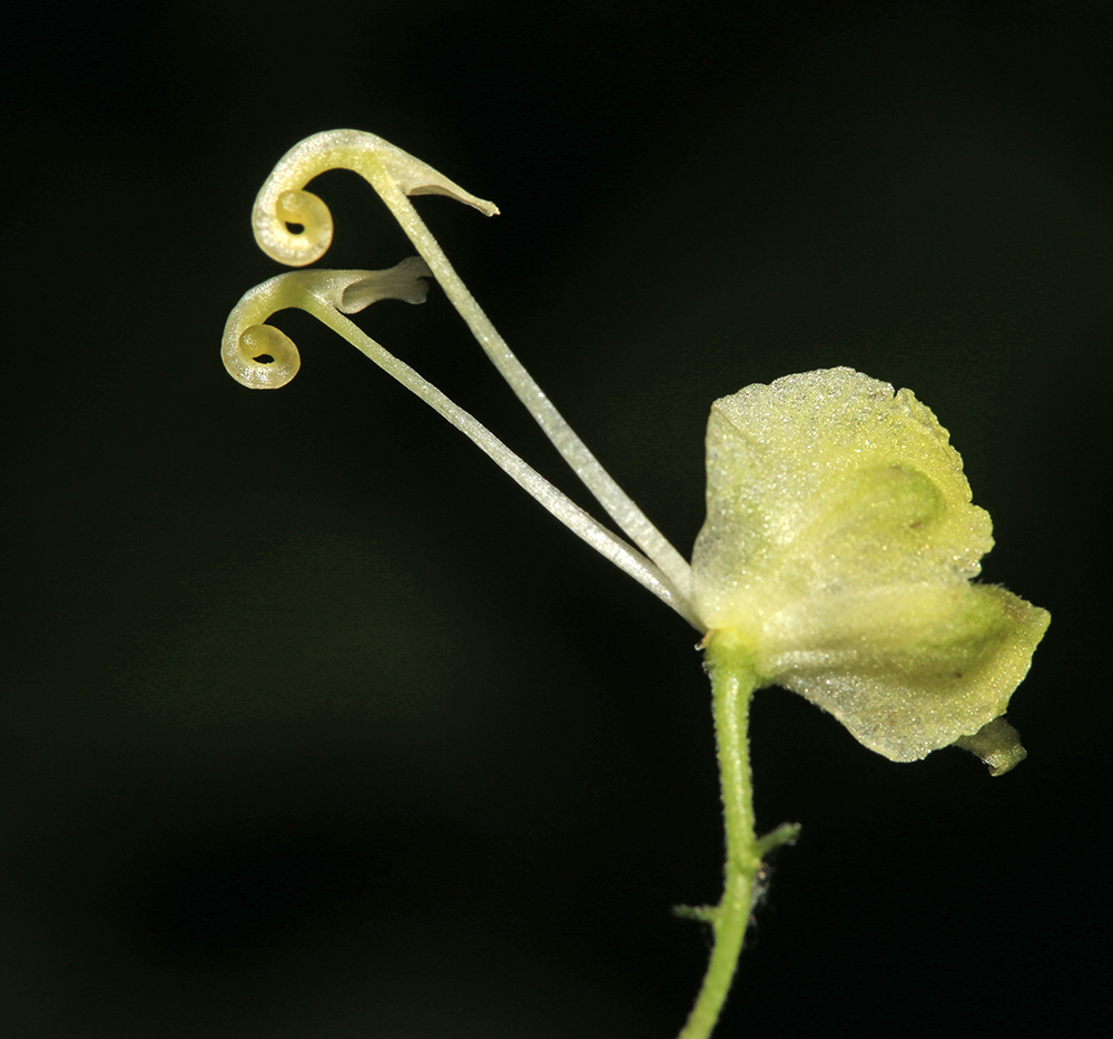 Изображение особи Aconitum puchonroenicum.