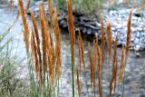 Calamagrostis epigeios