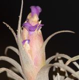 genus Tillandsia. Верхушка побега с соцветием. Перу, регион Куско, пос. Ollantaymtambo, археологический комплекс. 11.10.2019.