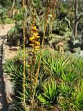 genus Dyckia. Цветущее растение. Испания, Каталония, провинция Girona, Costa Brava, Blanes, ботанический сад \"Pinya de Rosa\". 27 октября 2008 г.