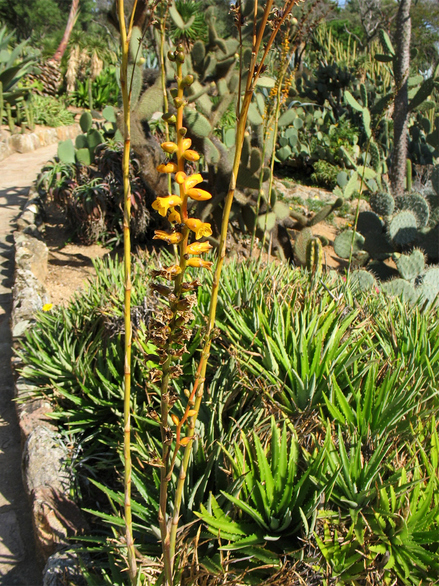 Image of genus Dyckia specimen.
