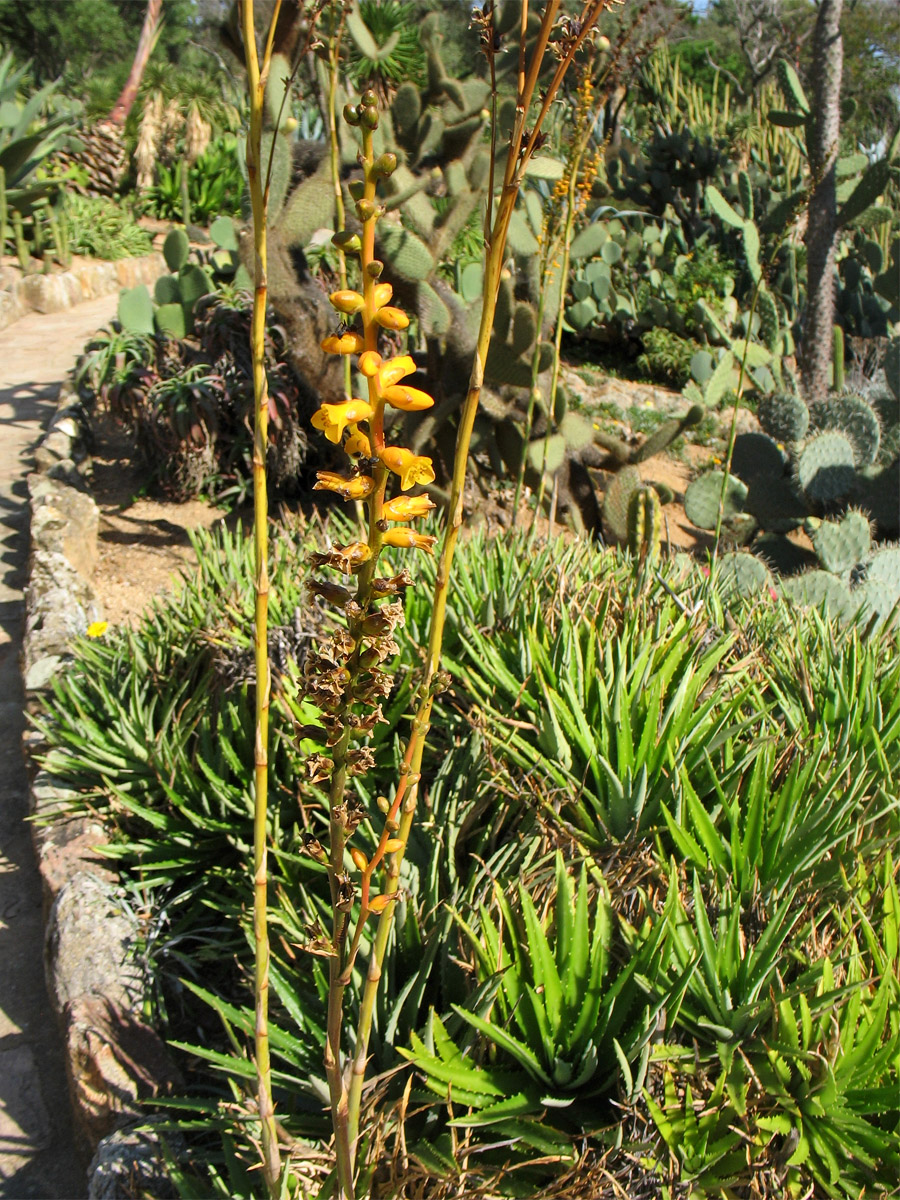 Image of genus Dyckia specimen.