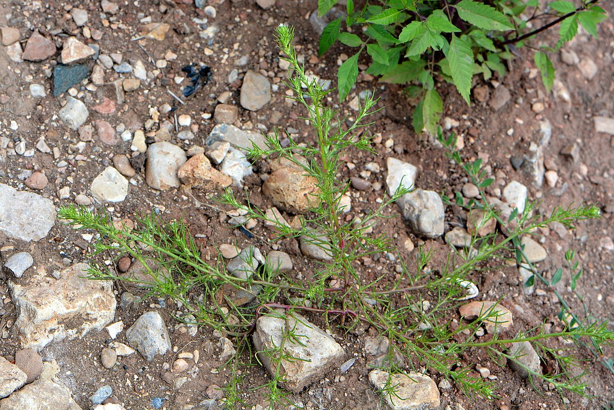 Изображение особи Salsola collina.