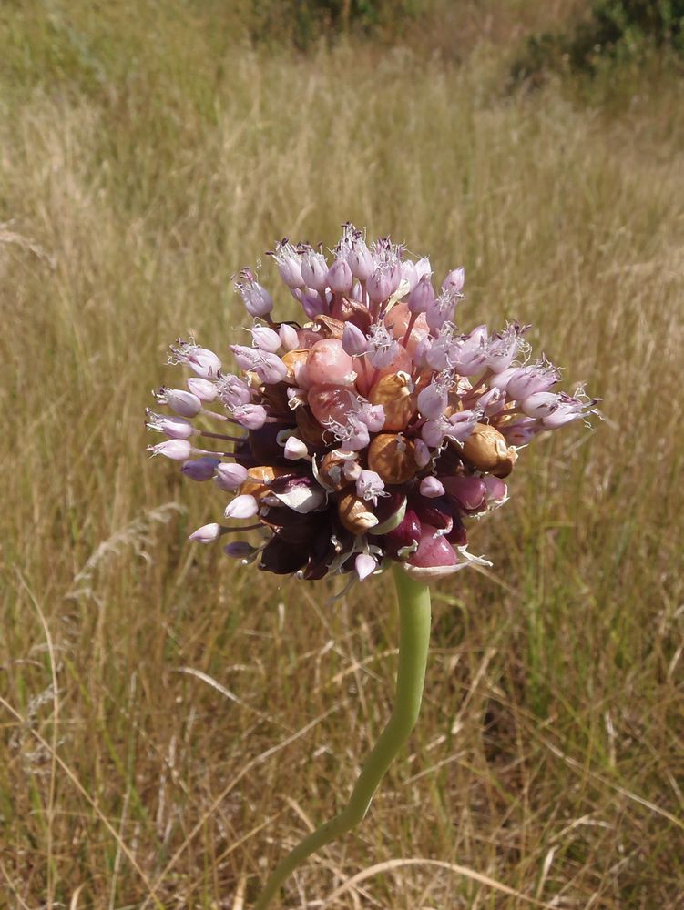 Image of genus Allium specimen.