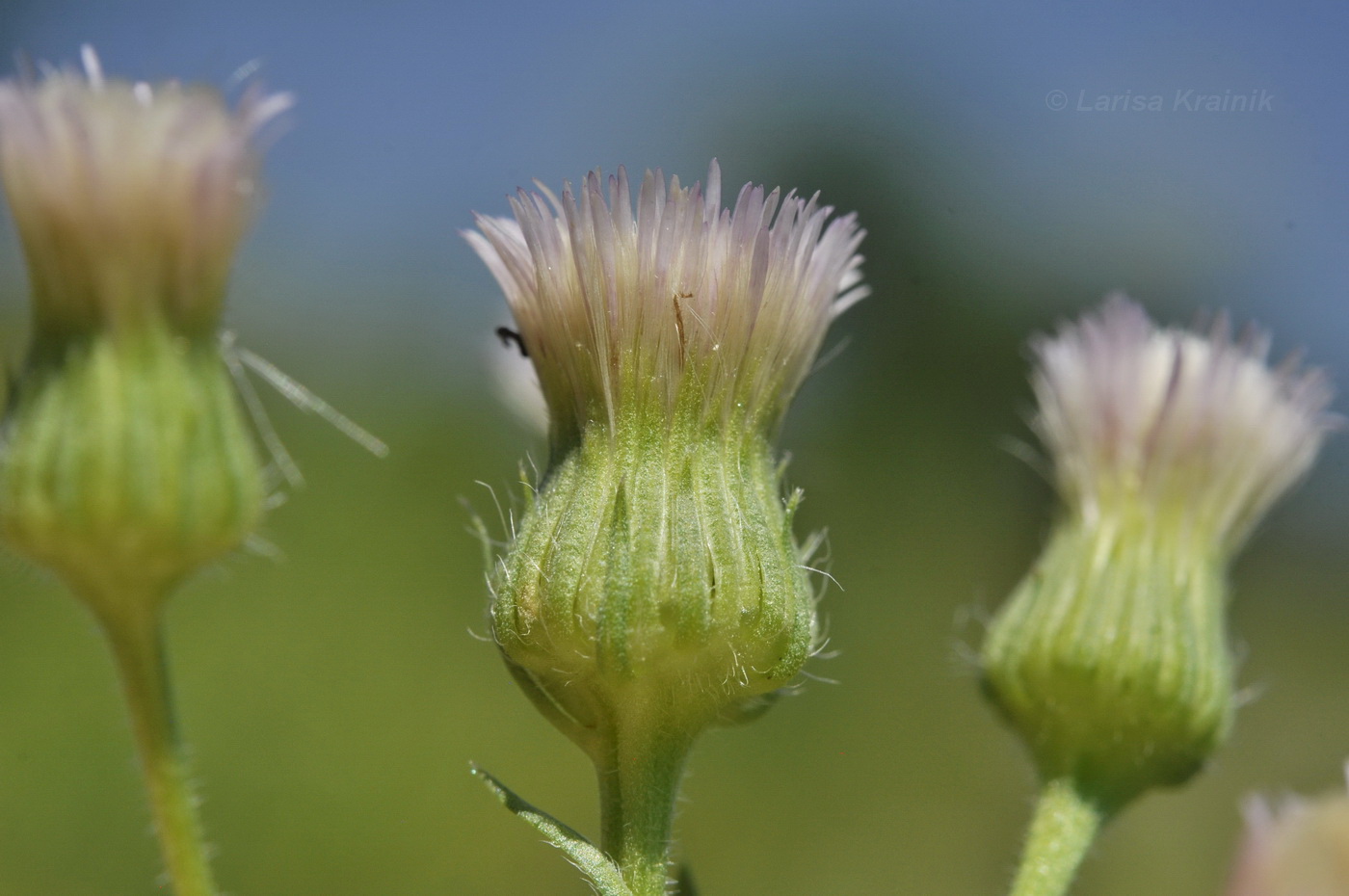 Изображение особи род Erigeron.