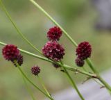 Sanguisorba officinalis. Соцветия. Республика Алтай, Усть-Коксинский р-н, средняя часть долины р. Куйгук, большой луг среди лиственичного леса. 29 июля 2020 г.